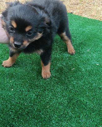 Chihuahua Toy e volpino di Pomerania Toy