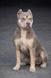 Pitbull femmina tricolor