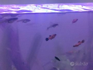 Pesci platy, black molly, guppy
