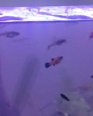 Pesci platy, black molly, guppy