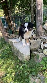 Cucciolo Australian Sheperd black tricolor maschio