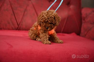 Cuccioli barboncini mini toy maschi femmine