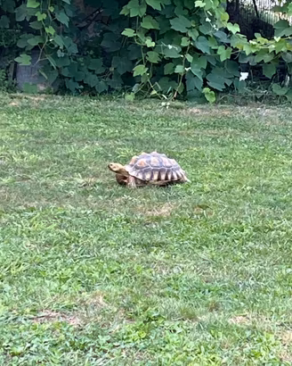 Tartaruga