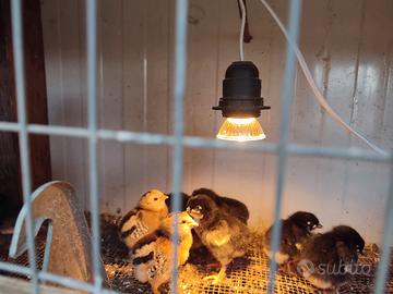 Pulcini araucana e olive egger