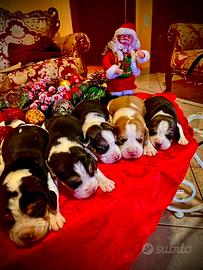 Cuccioli di Beagle elisabeth