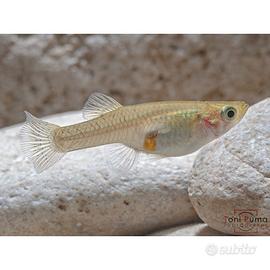 Pesciolini mangia-zanzare per laghetti, aquari