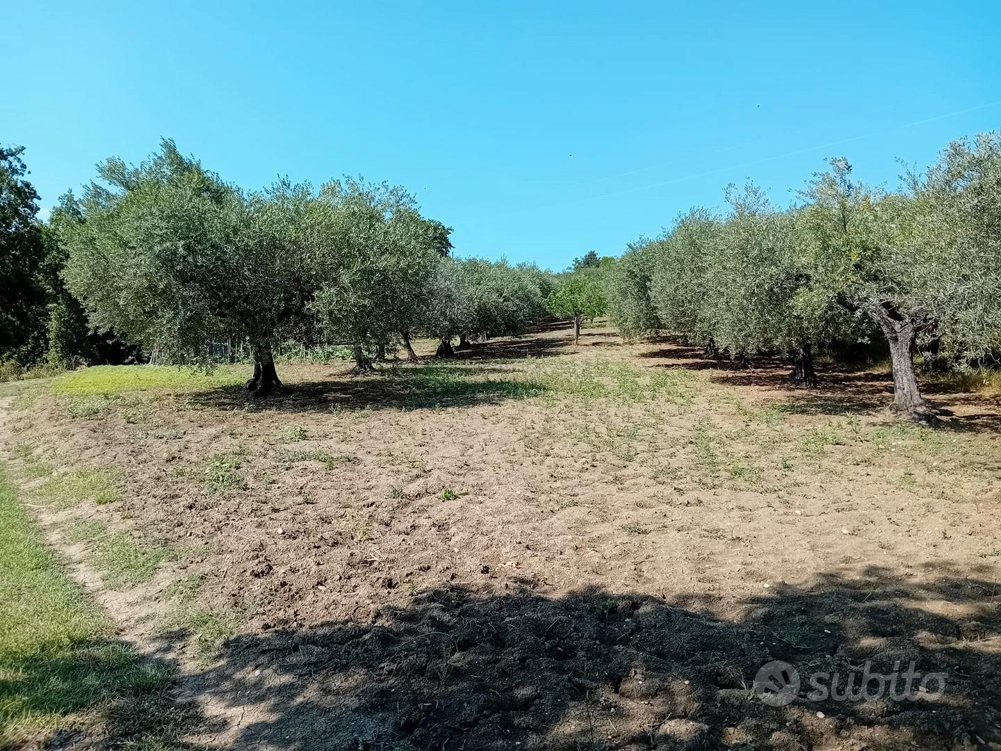 Terreno agricolo Alanno 4500mq - Altro