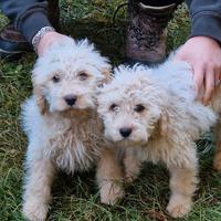 Cuccioli lagotto romagnolo