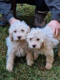 Cuccioli lagotto romagnolo