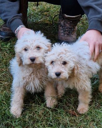 Cuccioli lagotto romagnolo
