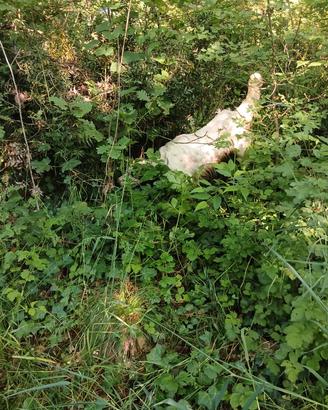Setter inglese bianco fegato