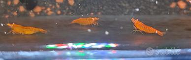 Neocaridina Orange Sakura OE + porzione mangime 