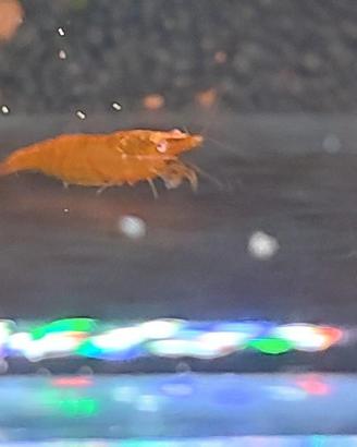 Neocaridina Orange Sakura OE + porzione mangime 