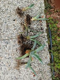 agave
