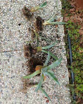 agave