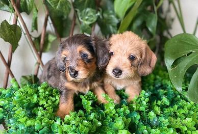 Bassotto pelo ruvido