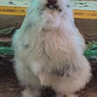 Galli riproduttori moroseta linea americana