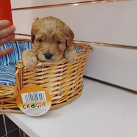 Barboncino maltipo toy maschio albicocca