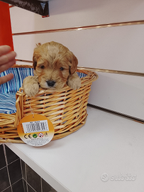 Barboncino maltipo toy maschio albicocca