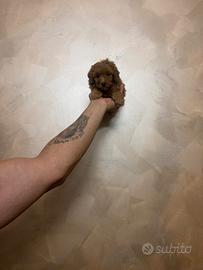 Orsetti mini toy