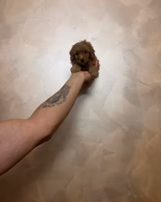 Orsetti mini toy