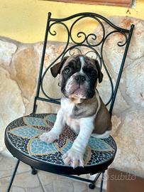 Cucciolo di bouledogue francese