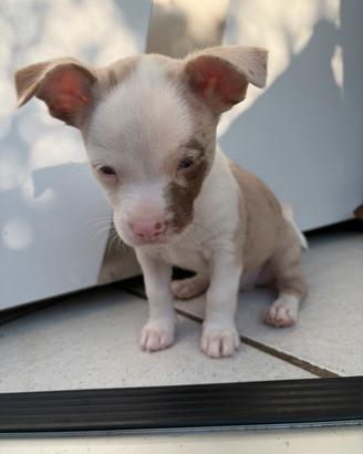 Chihuahua cucciolo