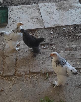 Galline brhama