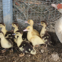 Anatroccoli anatra muta