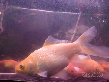 Pesci Rossi