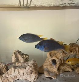Coppia pseudotropheus acei