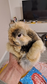 Coniglietti Minilop 100%