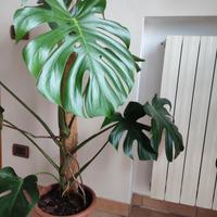  Monstera pianta da interno