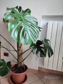  Monstera pianta da interno