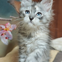 MAINE COON cuccioli