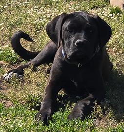 Cane Corso
