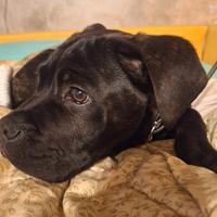 Cane corso