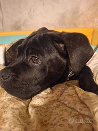 Cane corso