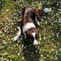 Border Collie pedigree per accoppiamento