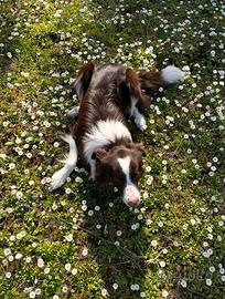 Border Collie marrone per accoppiamento