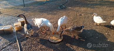 Oche e Anatre