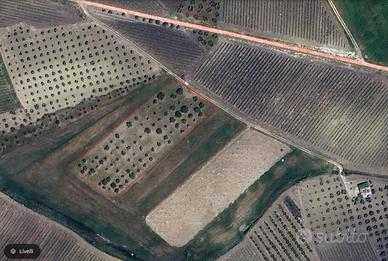 Appezzamento di terreno con uliveto