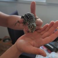 Tegu argentino femmina