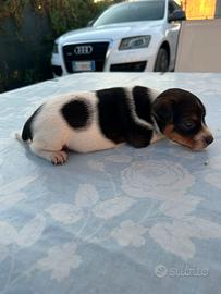 Jack russel