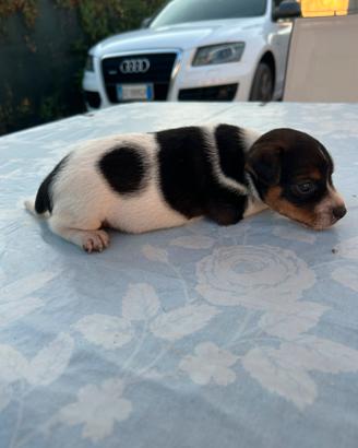 Jack russel