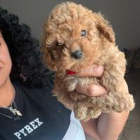 Barboncini e maltipoo