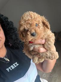 Barboncini e maltipoo