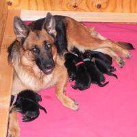 Cuccioli di pastore tedesco pelo standard