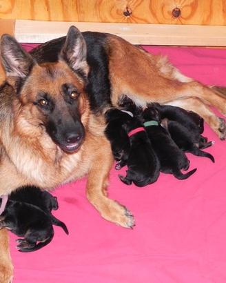 Cuccioli di pastore tedesco pelo standard