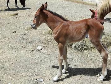 cavallo puledro